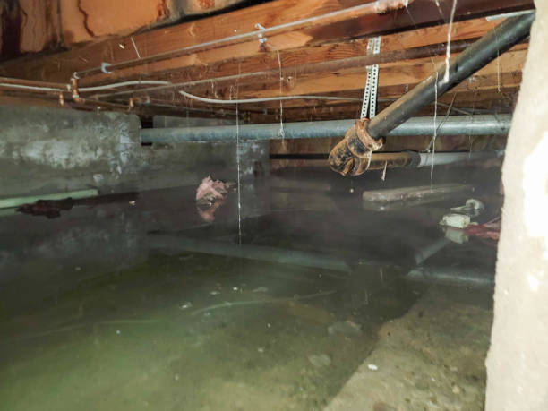 Best Mold removal after water damage  in Helena, AL